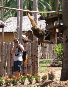 Shooting Monkeys
